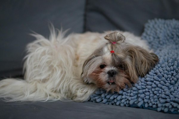 What are the best practices for caring for a cat with arthritis?