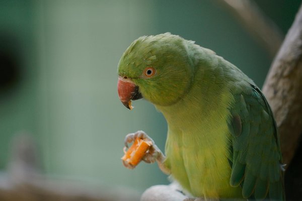 How do you train a Great Dane to be comfortable with car travel for long distances?