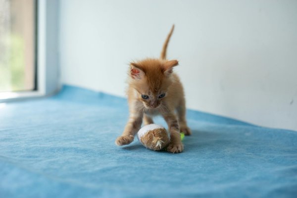 What are the challenges and successes of UK rewilding projects?