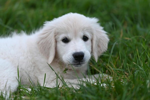 What are the best practices for training a pet hamster to be comfortable in a travel carrier?